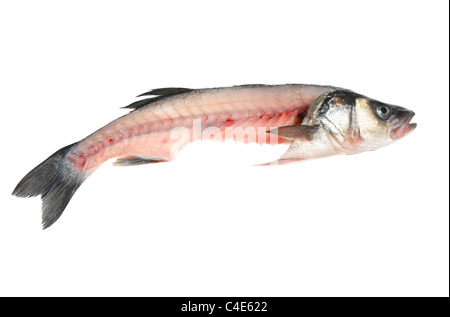 Filleted seabass fish isolated on white