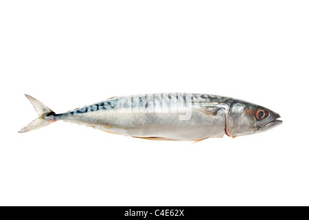 Single Mackerel fish isolated on a white background Stock Photo