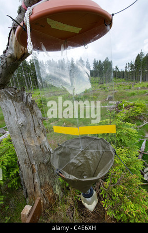 pheromone trap flytrap fly insect forest surroundings catch flies bug bugs bark beetle fight  Dendroctonus frontalis destroy des Stock Photo