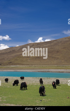 Herd of Yak cattle grazing near Himalaya mountains and lake in Tibet Stock Photo