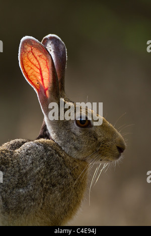 Black Naped Hare (Lepus nigricollis), also known as Indian Hare at Yala NP, Sri Lanka. Stock Photo