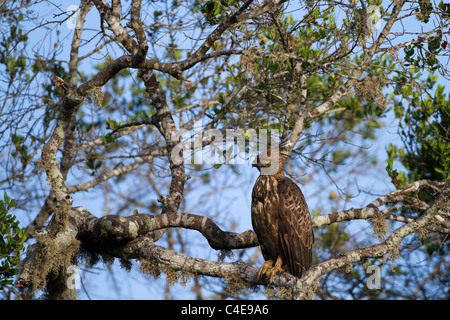 Crested Hawk-Eagle or Changeable Hawk-eagle (Nisaetus cirrhatus) at Yala NP, Sri Lanka. Stock Photo