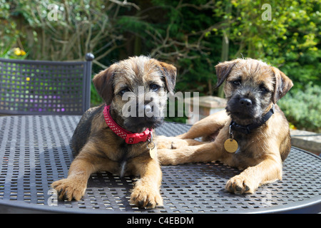 Two border terrier puppies sitting on garden table, England, UK, United Kingdom, GB, Great Britain, British Isles, Europe, EU Stock Photo