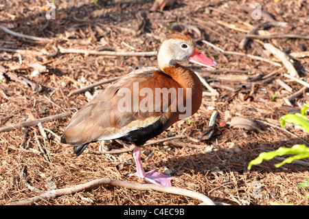 A single black bellied whistling duck (dendrocygna Autumnalis) Stock Photo