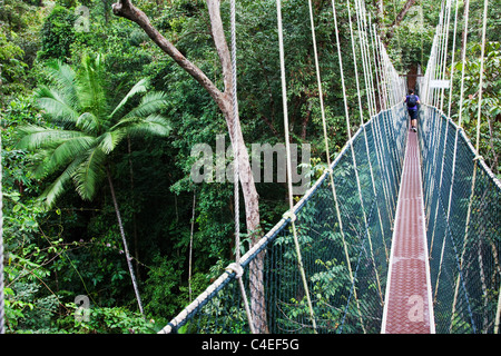 Canopy Walkway, Taman Negara N.P. Malaysia Stock Photo