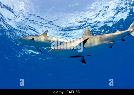 Caribbean Reef Shark at Jardines de la Reina in Cuba. Stock Photo