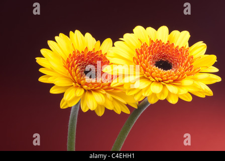 Gerbera Stock Photo