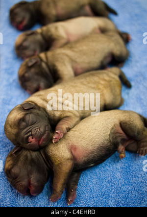 Five Newborn Pug Puppies in a Row Stock Photo