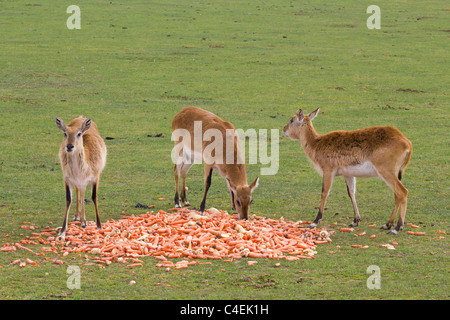 These antelopes from Africa are very cute looking deer like animals Stock Photo