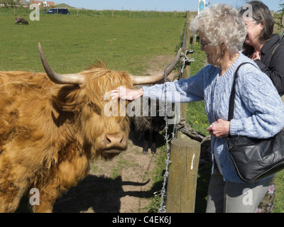 The Laird's Larder, Loch Leven, Scotland - saying hello to a friendly Highland cow. Stock Photo