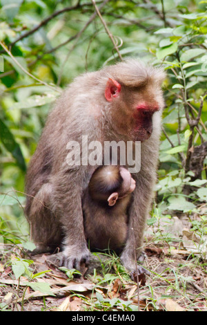 Bonnet Macque mother holds her small baby.(Macaca radiata).Western Ghat,Kerala,India Stock Photo