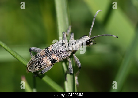 Longhorn Beetle Rhagium mordax, Cumbria, UK