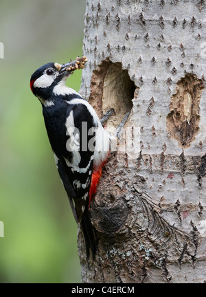 Great Spotted Woodpecker (Picoides major, Dendrocopos major), adult bringing insects to its chicks in nesting hole. Stock Photo