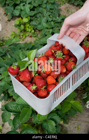 ripe strawberries in white plastic punnet Stock Photo