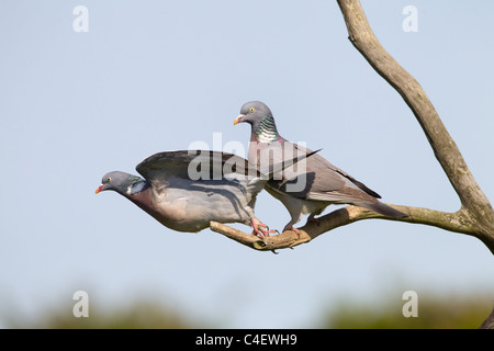 Wood Pigeon Columba palumbus pair perched Stock Photo