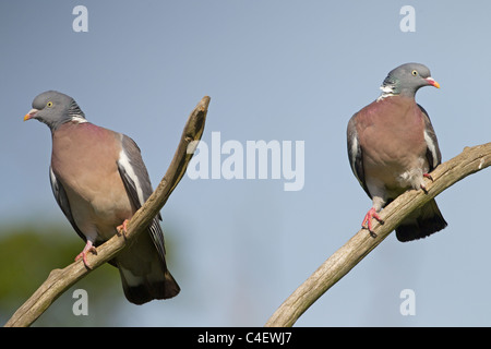 Wood Pigeon Columba palumbus pair perched on branch of oak tree Stock Photo