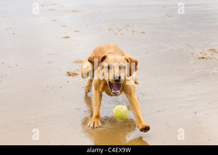 Yellow Labrador playing with ball Stock Photo