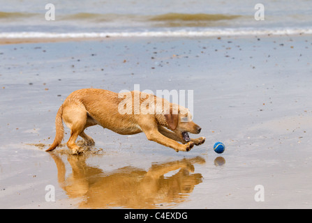 Yellow Labrador playing with ball Stock Photo