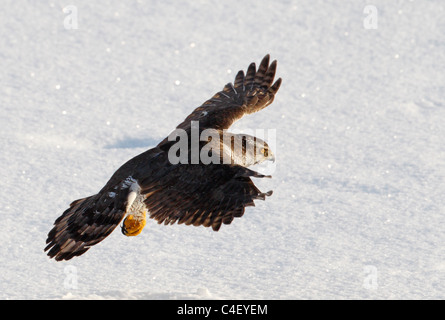 Eurasian Sparrow Hawk (Accipiter nisus) in flight above snow. Finland. Stock Photo