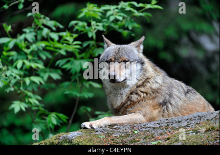 European Grey Wolf (Canis lupus) resting on rock in woodland, Bavarian forest, Germany Stock Photo