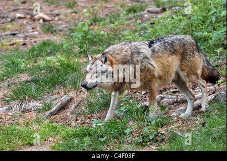 European Grey Wolf (Canis lupus) stalking prey, Bavarian forest, Germany Stock Photo