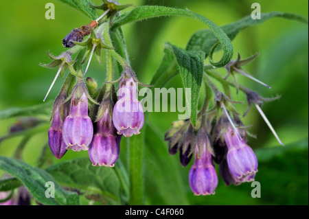 Common comfrey / Quaker comfrey / boneset / knitbone (Symphytum officinale) in flower Stock Photo