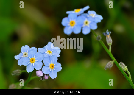 Water Forget-me-not / True Forget-me-not (Myosotis scorpioides / Myosotis palustris) in flower, Belgium Stock Photo