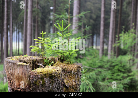 Young spruce tree growing in the rotting stump of its predecessor Harz National Park Germany Stock Photo