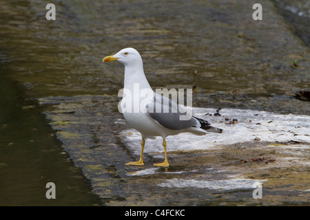 Yellow Legged Gull ((Larus cachinnans) Stock Photo