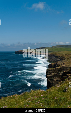 dh  BIRSAY ORKNEY North coast sea pinks seacliffs surf waves breaking Skea Point Stock Photo