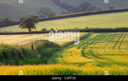 Golden crop fields near Lanteglos in South Cornwall, England. Summer (June) 2010. Stock Photo