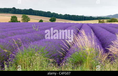 Lavender field the Cotswolds in full flower, Snowshill, Gloucestershire, England. Summer (July) 2010. Stock Photo