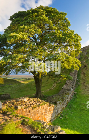 Sycamore Gap inbetween Steel Rigg and Housesteads on Hadrian's Wall, Northumberland National Park, England Stock Photo