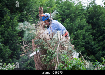 Tree surgeon trimming branches off a Leyandii tree  trunk which had outgrown its position in the border. Stock Photo