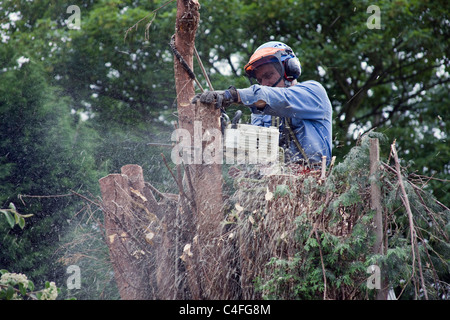 Tree surgeon trimming branches off a Leyandii tree  trunk which had outgrown its position in the border. Stock Photo