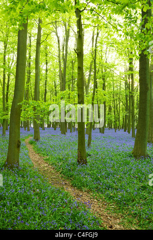 Bluebells in wood,  Hyacinthoides non-scripta, Ashridge Estate, Hertfordshire, England, UK United Kingdom, GB, Great Britain, Stock Photo