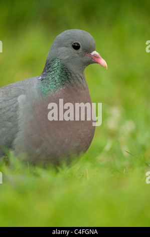 Stock Dove (Columba oenas portrait Stock Photo