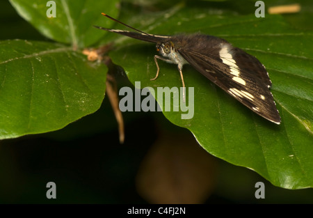 Limenitis camilla Stock Photo