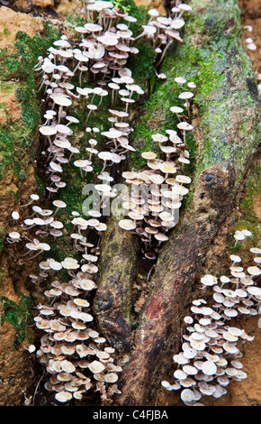 Porno, jinsiy aloqa va erotik haqida video filmlar