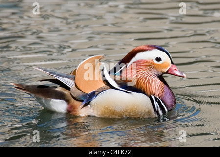 Mandarin Duck - male.(Aix galericulata).Irvine, California Stock Photo
