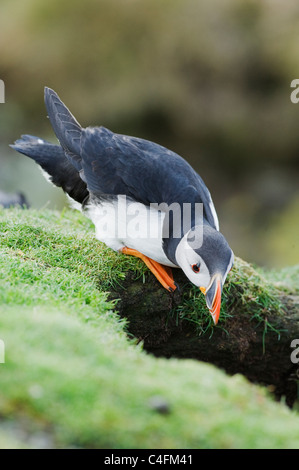 Atlantic Puffin (Fratercula arctica) Searching for burrow, Isle of Noss, Shetland Islands, Scotland Stock Photo