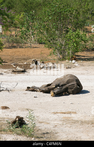 Body of a black, or hook-lipped, rhinoceros in Etosha National Park, Namibia Stock Photo