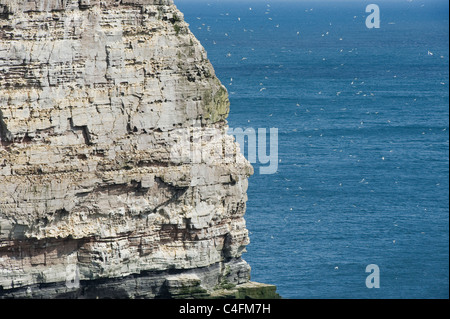 Northern Gannets (Sula bassana) Breeding Colony, Isle of Noss National Nature Reserve, Shetland Islands, UK : Stock Photo