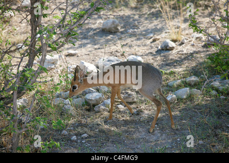 Male Kirk's Dik-Dik (Madoqua kirkii) in Etosha National Park, Namibia Stock Photo