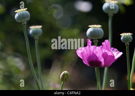 Single back lit pink opium poppy [papaver somniferum] in a garden with other poppy seed heads Stock Photo