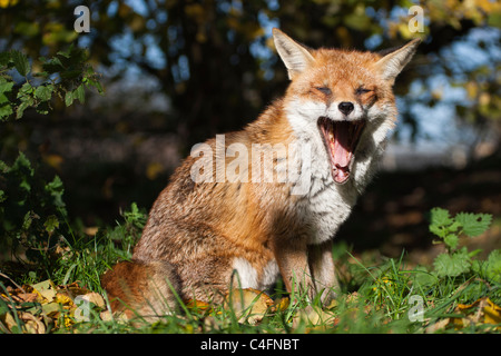 British or European red fox [vulpes vulpes crucigera] sitting in field yawning Stock Photo