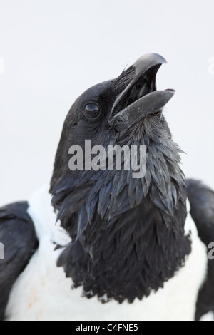 Pied crow in Etosha NP, Namibia. Stock Photo