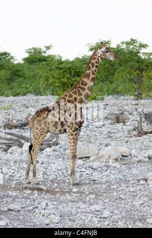 Angolan Giraffe (Giraffa camelopardalis angolensis) in Etosha NP, Namibia. Stock Photo