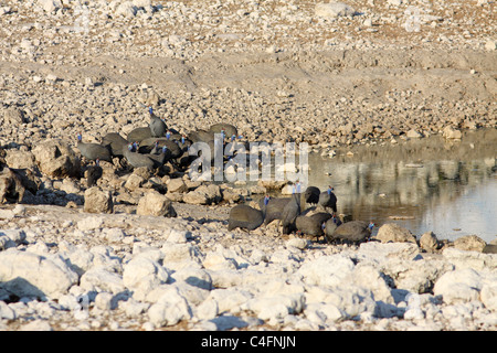 Helmeted Guinea-fowl (Numida meleagris) at a waterhole in Etosha NP, Namibia Stock Photo