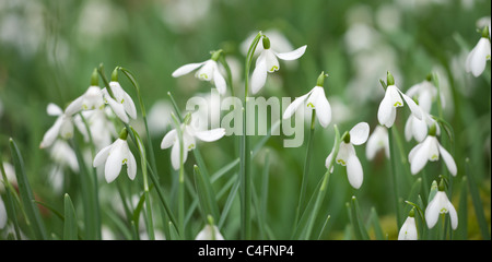 Snowdrops (Galanthus) flowering in North Hawkwell Wood, otherwise known as Snowdrop Valley, Exmoor National Park, Somerset Stock Photo